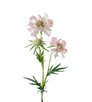 Scabiosa rosa 70 cm 8.00